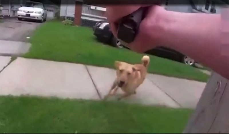 pirovolei skilo 0667